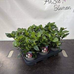 Gardenia jasminoides  T13/20cm x6