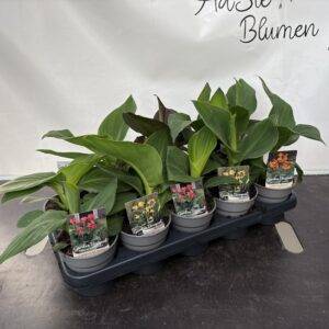 Canna 'Mix'  T12/55cm  x10