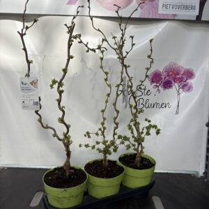 Korkenzieher 'Corylus av. Contorta'  T19/75cm  x3