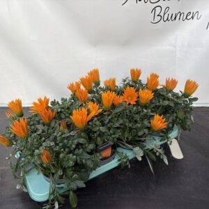 Gazania 'Giant' orange T12/25cm x8