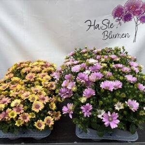 Osteospermum  'aus Italien'  Kapmargarite/Polarstern   T14/25cm  x8