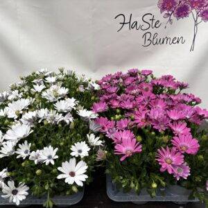 Osteospermum  'aus Italien'  Kapmargarite/Polarstern   T14/25cm  x8