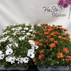 Osteospermum  'aus Italien'  Kapmargarite/Polarstern   T14/25cm  x8