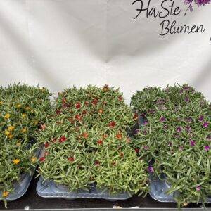 Delosperma 'Mittagsblume'  Italien  T14/30cm  x8
