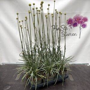 Craspedia 'globosa'  Klöppelstrauch   T14/75cm