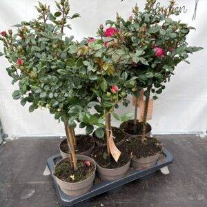 Rosen 'Rosenstamm'  Mix  T17/75cm x6