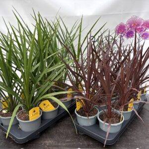 Cordyline 'australis grün oder rot' T13/65cm x8