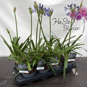Agapanthus blau 'Schmucklilie'  T12/50cm x8