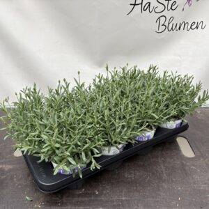 Kräuter Lavendel ang. 'Hidcot'  T12/25cm  x8