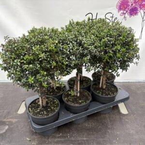 Brautmyrte 'Myrtus communis' Stämmchen  T15/50cm  x6