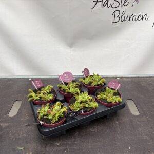 Dionea musci. 'Fleischfresser Venusfalle'  T12/120cm  x6