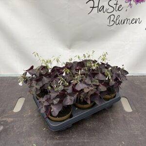 Roter Sauerklee 'Oxalis triangularis' essbar T12/18cm x6