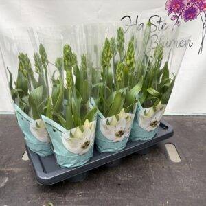 Ornithogalum thyrsoides 'Snow Flake'  T14/40cm  x7