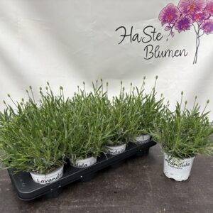 Kräuter Lavendel 'Edelweiß' weiß  T12/35cm x8