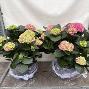 Hortensien 'Magical Amethyst'  Busch  T32/85cm    (150 Tage Blühdauer)