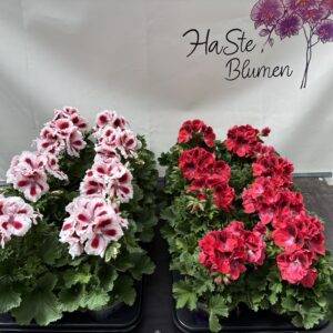 Pelargonium grand. 'Edelpelargonie'  T12/28cm x8
