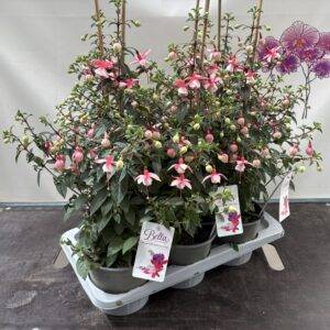 Fuchsia 'Bella Pyramide' div. Sorten T17/65cm  x6