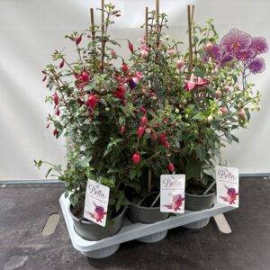 Fuchsia 'Bella Pyramide' div. Sorten T17/65cm  x6