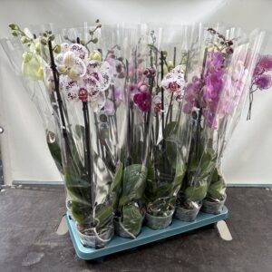 Orchideen Phalaenopsis 'Bonito'  Mix 3-Triebe  T12/55cm x10