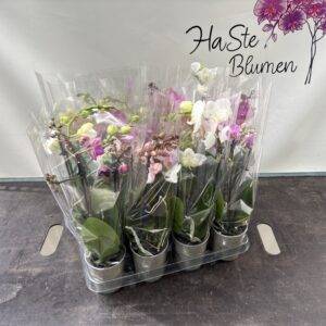 Orchideen Phalaenopsis 'midi' Mix  2-Triebe  T9/32cm x12