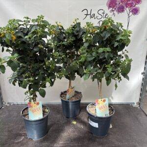 Lantane  Stamm 'orange'  T19/ 75cm  x3