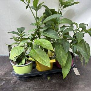 Brugmansia Engelstrompete '3-Sorten Mix'  T19/45cm x3
