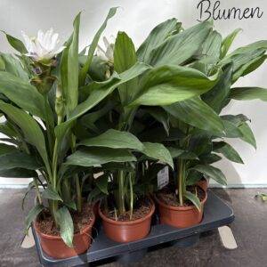 Curcuma  'Stardust'  Gelbwurz  T15/70cm x6