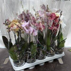 Orchideen Phalaenopsis  'BO' Mix  2-Triebe   T12/40cm x10