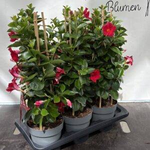 Mandevilla Dipladenia 'rot'  T17/60cm  x6