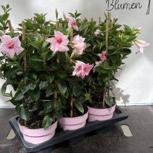 Mandevilla Dipladenia 'rosa gefüllt'  T17/60cm  x6