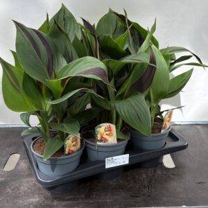 Canna Cleopatra '2-färbig'  Sondersorte  T17/55cm x6