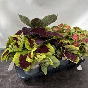 Coleus 'Mix'  Buntnessel   T14/25cm  x8