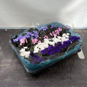 Saintpaulia 'Veilchen mini' Mix  T6/11cm x20
