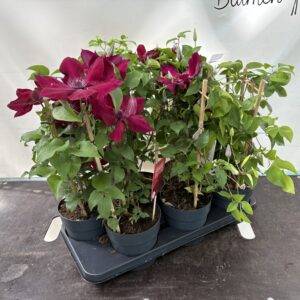 Clematis 'Boulevard Mix'  Spalier  T15/50cm x6