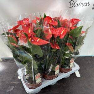 Anthurium groß  'Sierra orange'  T17/50cm x6