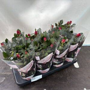 Rosen 'Patiohit'  rot  T13/36cm x8