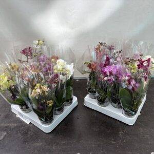 Orchideen Phalaenopsis 'BO mini'  Mix 2-Triebe  T7/25cm x12