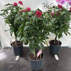 Pentas  'Stamm'  T19/75cm x3