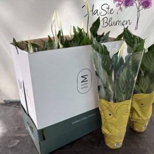 Spathiphyllum 'Sweet Ricardo'  Einblatt   T13/60cm  x11