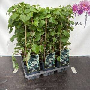 Hortensie  'Petiolaris'  Kletterhortensie'  T14/60cm x6