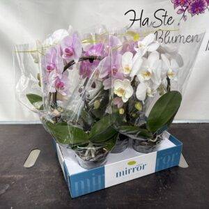 Orchideen Phalaenopsis 'Mirror' Mix  2-Triebe  T12/50cm x5
