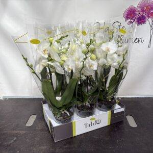 Orchideen Phalaenopsis  'Tablo'  weiß  2-Triebe  T12/40cm x6