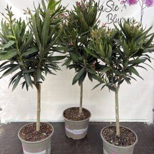 Nerium 'Oleander' Stämmchen  T21/80cm x4