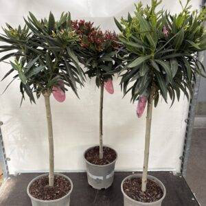 Nerium 'Oleander' Stamm T24/120cm x3