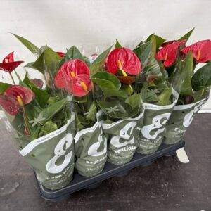 Anthurium 'rot'  T12/43cm x10