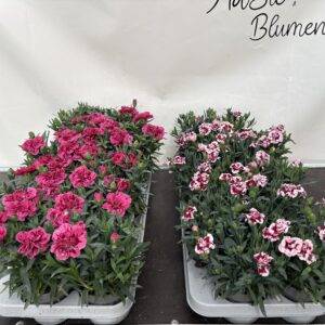 Nelken Dianthus  'Oskar'  Mix  T11/20cm  x12