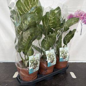 Dieffenbachia  'Tropic Snow'  T19/70cm  x3