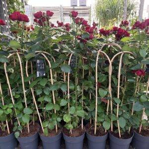 Rosen 'Bogen Select rot' T19/90cm x3
