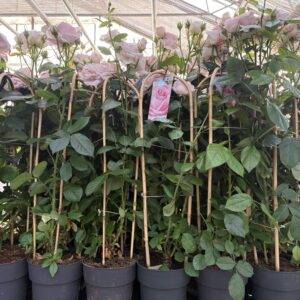 Rosen 'Bogen Select rosa' T19/90cm x3
