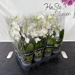 Orchideen Phalaenopsis 'midi weiß' 2-Triebe T9/35cm x12